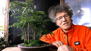 My Norfolk Island Pine Forest The Bonsai Zone Jan 2021 [upl. by Hada]