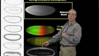 Eric Wieschaus Princeton Part 1 Patterning Development in the Embryo [upl. by Tnerual149]