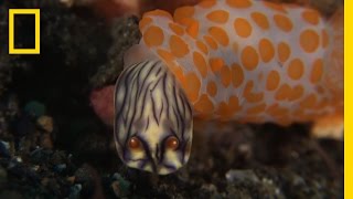 This Sea Slug Eats Its Own Kind  National Geographic [upl. by Fancy721]