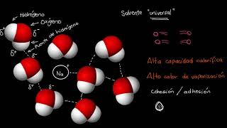 Importancia del agua para la vida  Khan Academy en Español [upl. by Lapo232]