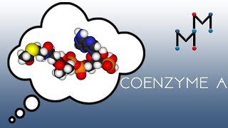 Coenzyme A Chemistry [upl. by Gabrielli533]