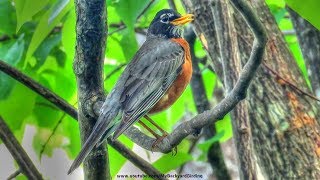 American Robin Singing a Song [upl. by Shelden719]