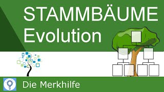 Stammbäume erstellen amp verstehen  Prinzipien der Stammbaumentwicklung  Evolution 22 [upl. by Ynaffyt581]