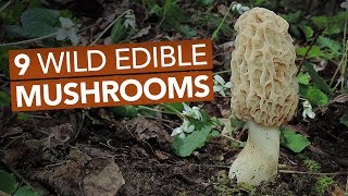 9 Wild Edible Mushrooms You Can Forage This Spring [upl. by Bate]