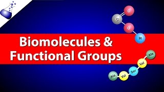 Biomolecules and Functional Groups [upl. by Lehplar]