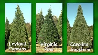 Christmas Tree Farms [upl. by Ecnar]