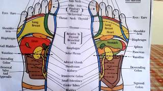 Reflexology  How to Read a Foot Reflexology Chart [upl. by Amak]