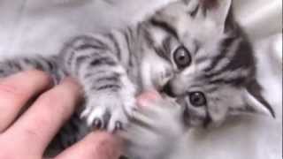 British Shorthair Silver Tabby [upl. by Nita]