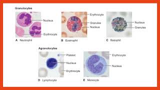 Hematology Lecture [upl. by Kalbli]