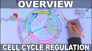 Cell Cycle Regulation  Basic Overview [upl. by Akerue]