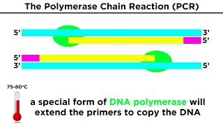 Biotechnology Genetic Modification Cloning Stem Cells and Beyond [upl. by Lindsey488]