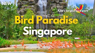 Bird Paradise Singapore Mandai Bird Park Tour [upl. by Shayn]