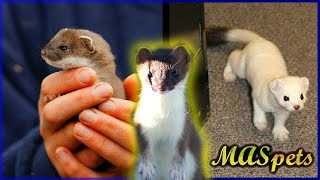 Keeping Stoats as Pets  Shorttailed WeaselErmine as Pets [upl. by Kcyred]