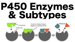 P450 Enzyme System Inducers Inhibitors amp Subtypes [upl. by Benjamen927]