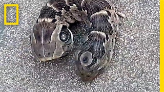 A Stubby TwoHeaded Snake Guess Again  National Geographic [upl. by Lambart]