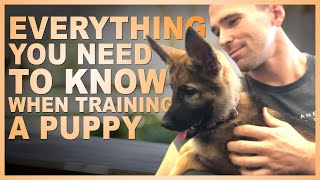 Everything You NEED TO KNOW When Training Your PUPPY [upl. by Kano]