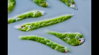 Euglena under microscope [upl. by Leimad]