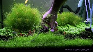 ELEOCHARIS PARVULA Fast Trimming [upl. by Enyr]