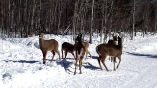 En hiver comment fonctionne un ravage de chevreuil [upl. by Macknair891]