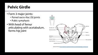 Pelvic Girdle  Learning Objectives [upl. by Enimasaj120]