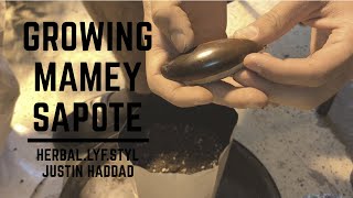 How To Grow Mamey Sapote From Seed🌱 [upl. by Nealey]