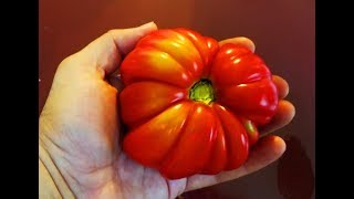 Top 5 Tomatoes to Grow [upl. by Cibis]