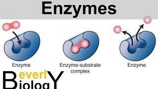 Enzymes and Catalysts [upl. by Oeht]