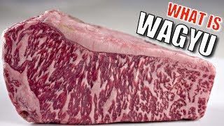 What is Wagyu [upl. by Nichol]