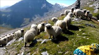 Meet the Valais blacknose sheep [upl. by Aihsekin]