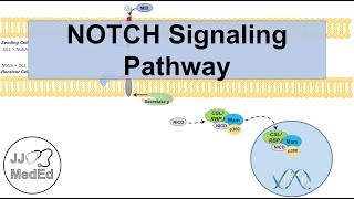 Notch Signaling Pathway  Purpose and Mechanism [upl. by Nesnar]