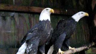 Two Bald Eagles Calling [upl. by Acalia75]