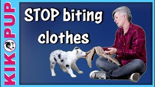 STOP puppy BITING clothes [upl. by Uphemia283]