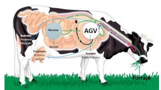 Degradación de Carbohidratos en Rumiantes [upl. by Atsev445]