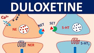 Duloxetine cymbalta  Mechanism precautions interactions amp uses [upl. by Sondra571]