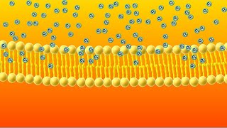 Diffusion Animation [upl. by Doownelg626]