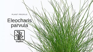 Eleocharis parvula  Dwarf hairgrass [upl. by Lugo753]