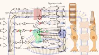 Phototransduktion  Wie sehen wir [upl. by Izak]
