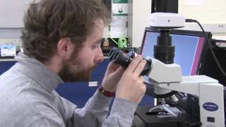 How to use the compound light microscope Olympus CX31 [upl. by Yecad]