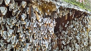 Removing Barnacles Easiest Way To Rescue a Boat From Barnacles [upl. by Nairot]