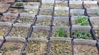 How Im Growing My Lithops Indoors [upl. by Nob]