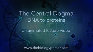 The Central Dogma DNA to proteins an animated lecture video [upl. by Aldarcie]