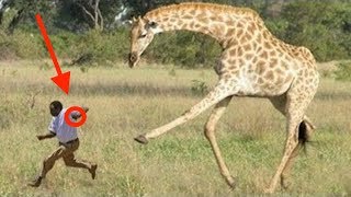 When Giraffes Attack [upl. by Noleta658]