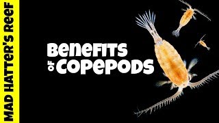 Benefits of Copepods in a Reef Tank [upl. by Rekyr100]