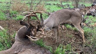 Two GIANT WHITETAILS With Locked Antlers  The Management Advantage [upl. by Andras]