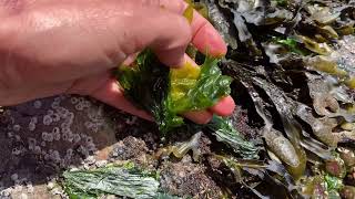 How to harvest seaweed in the Pacific Northwest [upl. by Favianus219]