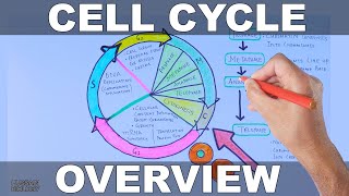 Cell Cycle  Overview [upl. by Elleinet56]