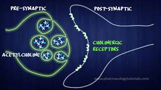 Toxicology of Acetylcholinesterase Inhibitors I  Neurotransmission [upl. by Arakihc]