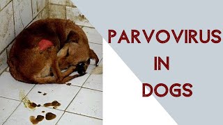 Parvo virus in dogs [upl. by O'Brien]