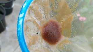 How to culture daphnia moina in a small container Part 1 English Subtitle [upl. by Etteniuq]