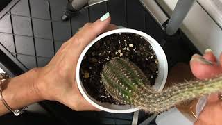 How to Fix an Etiolated Cactus with Plant Surgery [upl. by Enirehtahc]